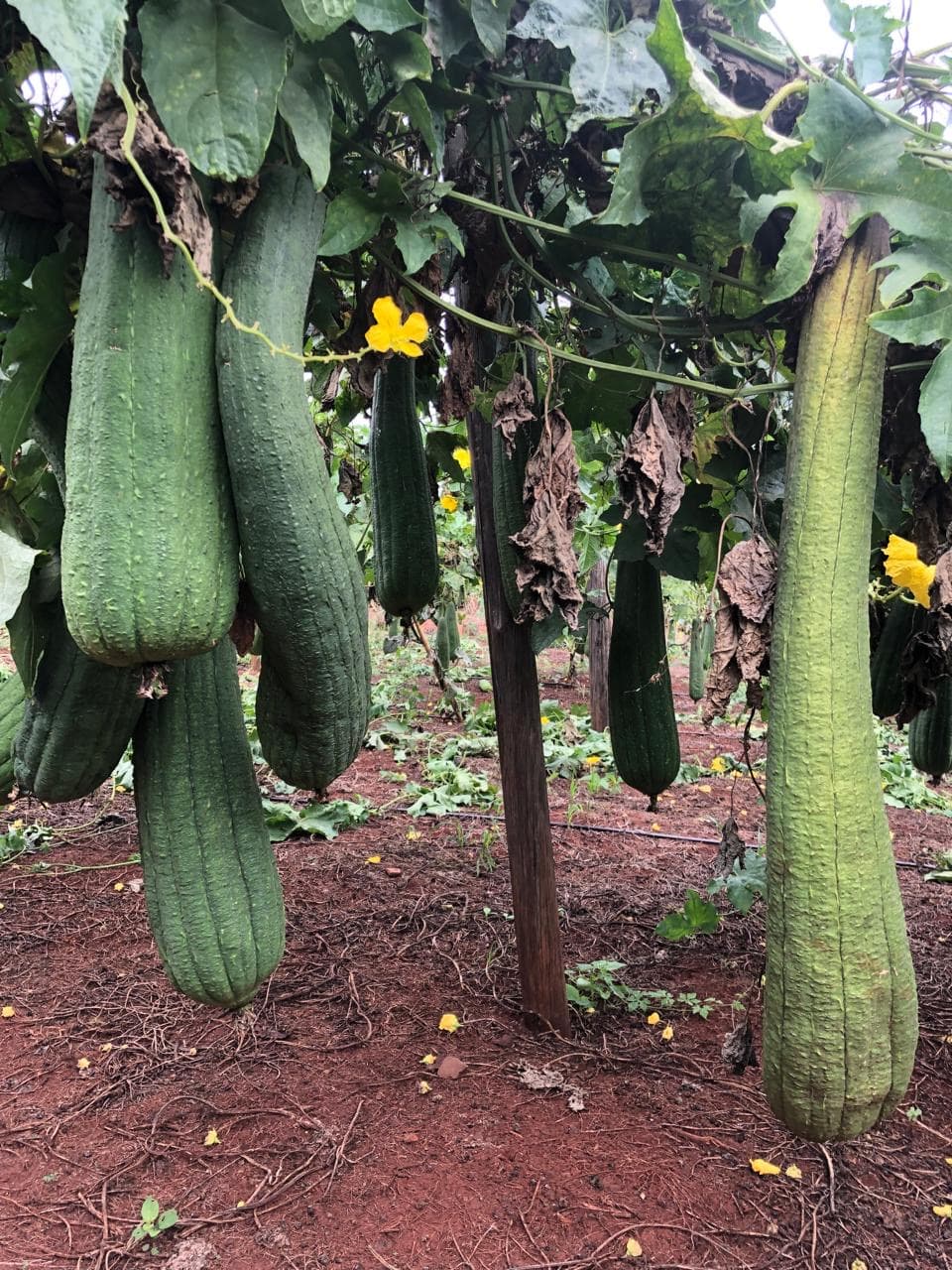 Frutos de bucha vegetal em diferentes tamanhos no campo