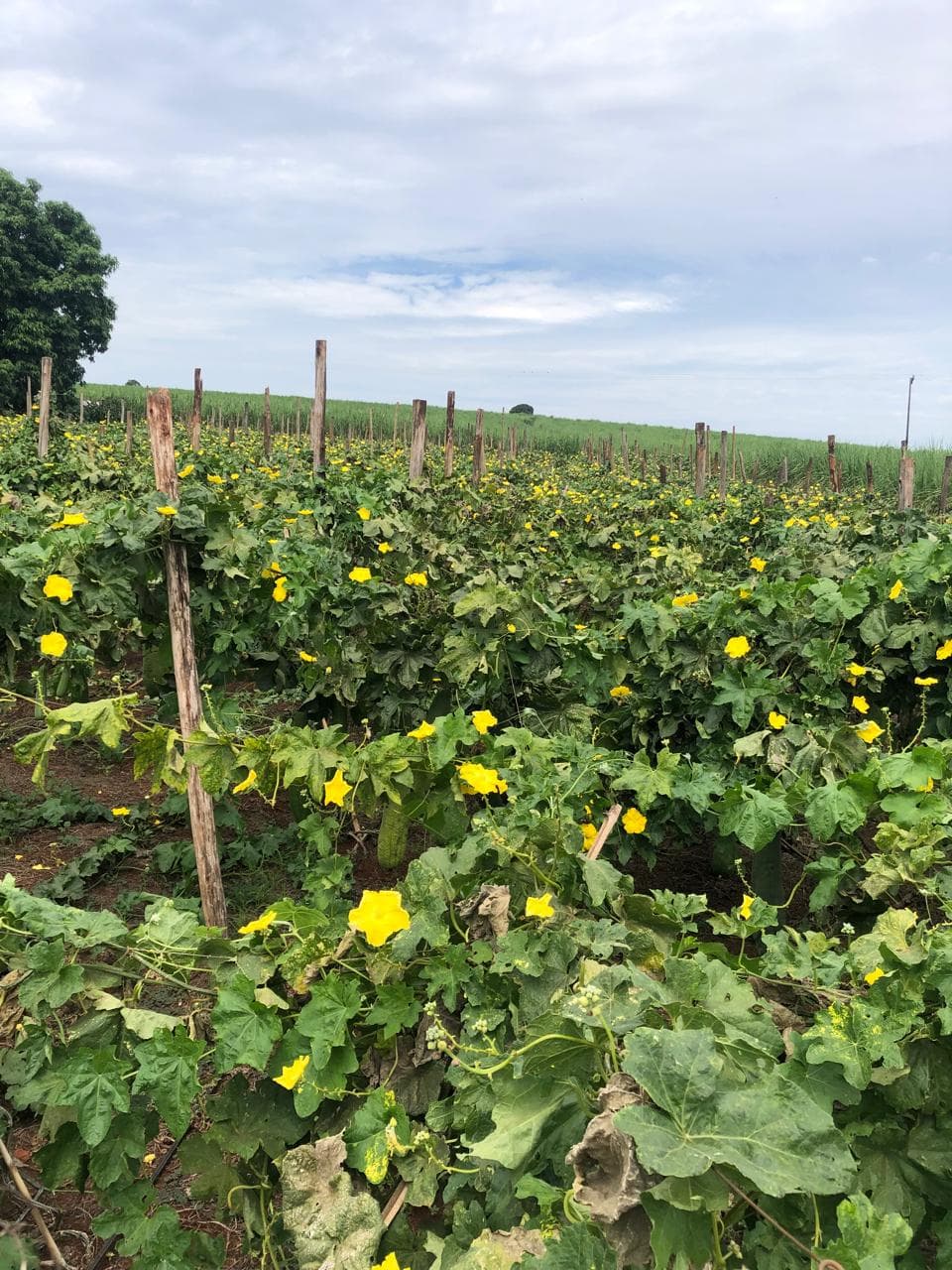 Plantação de buchas com folhas verdes e flores amarelas